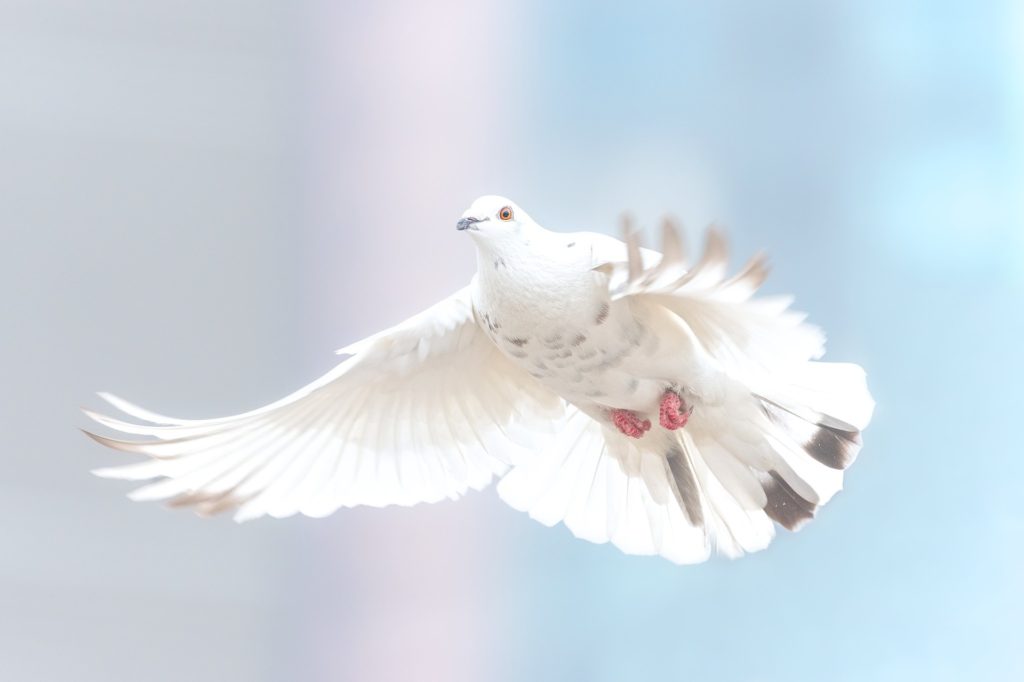 colombe