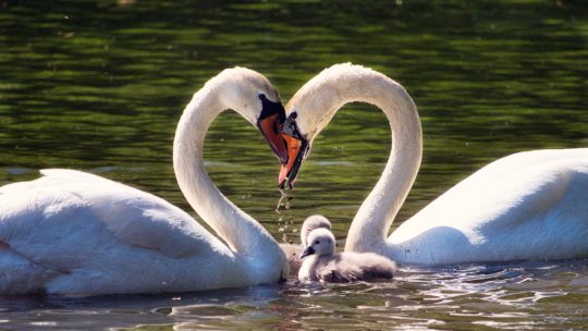 Comment aborder les disputes dans le couple pour une meilleure harmonie familiale (partie 1)