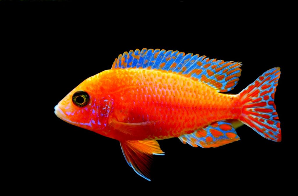 Poisson d'avril